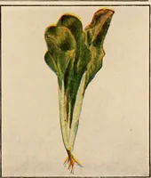 An illustration from The home garden (1917)
