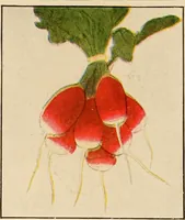 An illustration from The home garden (1917)
