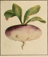 An illustration from The home garden (1917)