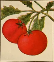 An illustration from The home garden (1917)