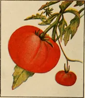 An illustration from The home garden (1917)