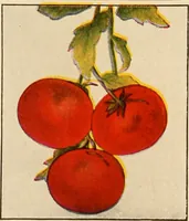 An illustration from The home garden (1917)