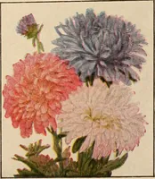 An illustration from The home garden (1917)