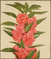 An illustration from The home garden (1917)