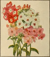 An illustration from The home garden (1917)