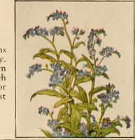 An illustration from The home garden (1917)
