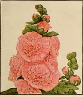 An illustration from The home garden (1917)