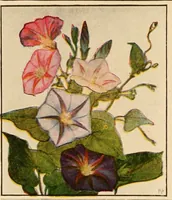 An illustration from The home garden (1917)