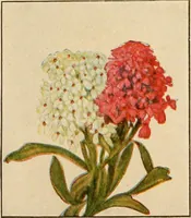 An illustration from The home garden (1917)
