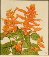 An illustration from The home garden (1917)