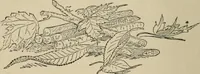 Picture 77 of 77 from Home interiors (1878), leaf 277