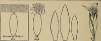 An illustration from Home mission handicraft; ideas for work and play in mission bands and junior societies (1908)