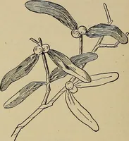 An illustration from Home mission handicraft; ideas for work and play in mission bands and junior societies (1908)