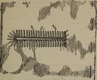 Picture 81 of 106 from Home and school sewing (1901), leaf 130