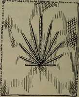 An illustration from Home and school sewing (1901)