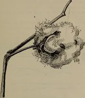 An illustration from Home and school sewing (1901)