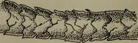 An illustration from Home and school sewing (1901)