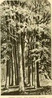 An illustration from The homes of America : with one hundred and three illustrations (1879)