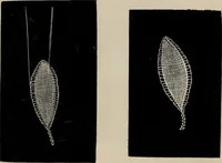 An illustration from The Honiton lace book (1875)