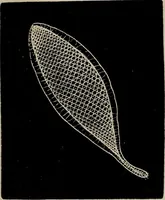 An illustration from The Honiton lace book (1875)