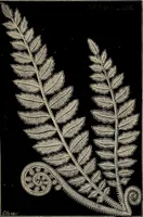 An illustration from The Honiton lace book (1875)