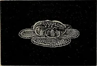 An illustration from The Honiton lace book (1875)