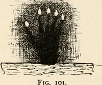 Picture 68 of 134 from Horns of honour : and other studies in the by-ways of archaeology (1900), leaf 199