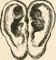 Picture 83 of 134 from Horns of honour : and other studies in the by-ways of archaeology (1900), leaf 232