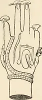 An illustration from Horns of honour : and other studies in the by-ways of archaeology (1900)