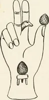 Picture 110 of 134 from Horns of honour : and other studies in the by-ways of archaeology (1900), leaf 277