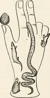 Picture 111 of 134 from Horns of honour : and other studies in the by-ways of archaeology (1900), leaf 277