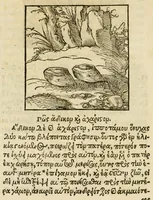 An illustration from Horou Apollonos neiloou Hieroglyphika = Ori Apollinis niliaci, De sacris notis & sculpturis libri duo (1551)