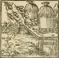 Picture 69 of 220 from Horou Apollonos neiloou Hieroglyphika = Ori Apollinis niliaci, De sacris notis & sculpturis libri duo (1551), leaf 110