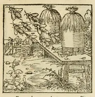 An illustration from Horou Apollonos neiloou Hieroglyphika = Ori Apollinis niliaci, De sacris notis & sculpturis libri duo (1551)