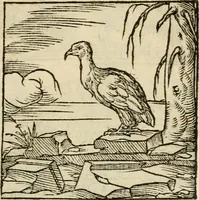 An illustration from Horou Apollonos neiloou Hieroglyphika = Ori Apollinis niliaci, De sacris notis & sculpturis libri duo (1551)