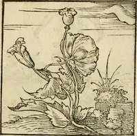 An illustration from Horou Apollonos neiloou Hieroglyphika = Ori Apollinis niliaci, De sacris notis & sculpturis libri duo (1551)