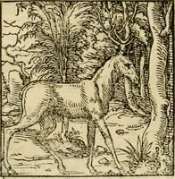 An illustration from Horou Apollonos neiloou Hieroglyphika = Ori Apollinis niliaci, De sacris notis & sculpturis libri duo (1551)