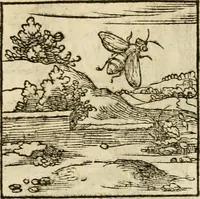 An illustration from Horou Apollonos neiloou Hieroglyphika = Ori Apollinis niliaci, De sacris notis & sculpturis libri duo (1551)
