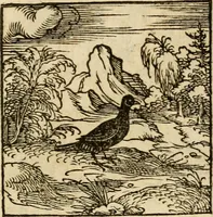 An illustration from Horou Apollonos neiloou Hieroglyphika = Ori Apollinis niliaci, De sacris notis & sculpturis libri duo (1551)