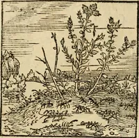 An illustration from Horou Apollonos neiloou Hieroglyphika = Ori Apollinis niliaci, De sacris notis & sculpturis libri duo (1551)
