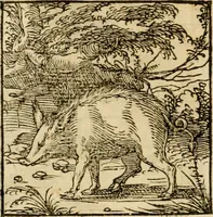 An illustration from Horou Apollonos neiloou Hieroglyphika = Ori Apollinis niliaci, De sacris notis & sculpturis libri duo (1551)