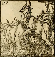 An illustration from Horou Apollonos neiloou Hieroglyphika = Ori Apollinis niliaci, De sacris notis & sculpturis libri duo (1551)