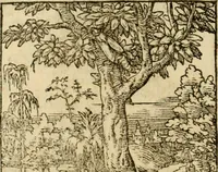 An illustration from Horou Apollonos neiloou Hieroglyphika = Ori Apollinis niliaci, De sacris notis & sculpturis libri duo (1551)