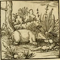 An illustration from Horou Apollonos neiloou Hieroglyphika = Ori Apollinis niliaci, De sacris notis & sculpturis libri duo (1551)