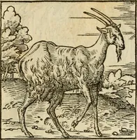 An illustration from Horou Apollonos neiloou Hieroglyphika = Ori Apollinis niliaci, De sacris notis & sculpturis libri duo (1551)