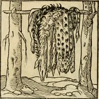 Picture 157 of 220 from Horou Apollonos neiloou Hieroglyphika = Ori Apollinis niliaci, De sacris notis & sculpturis libri duo (1551), leaf 190