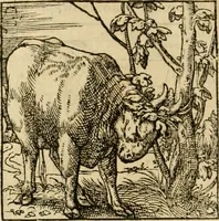 An illustration from Horou Apollonos neiloou Hieroglyphika = Ori Apollinis niliaci, De sacris notis & sculpturis libri duo (1551)