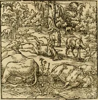 An illustration from Horou Apollonos neiloou Hieroglyphika = Ori Apollinis niliaci, De sacris notis & sculpturis libri duo (1551)