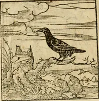 An illustration from Horou Apollonos neiloou Hieroglyphika = Ori Apollinis niliaci, De sacris notis & sculpturis libri duo (1551)