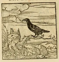 An illustration from Horou Apollonos neiloou Hieroglyphika = Ori Apollinis niliaci, De sacris notis & sculpturis libri duo (1551)
